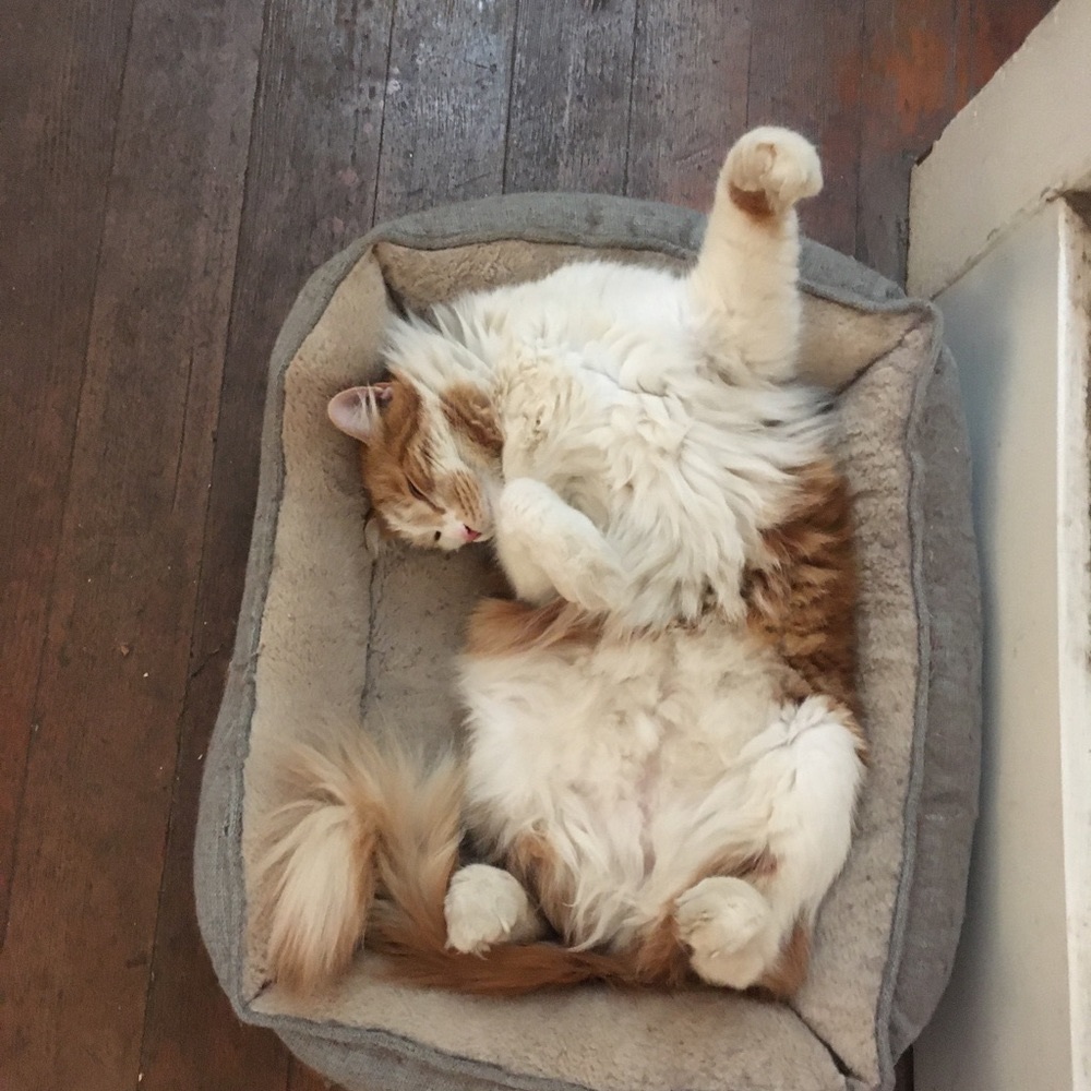 Meet your Posher, Phoebe